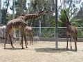 Zoo P1010963
